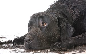 Muddy Dog - How To Keep Your Home Clean With Furry Friends