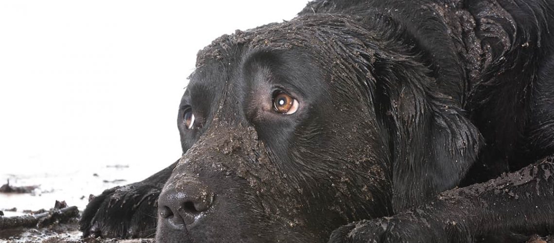 Muddy Dog - How To Keep Your Home Clean With Furry Friends